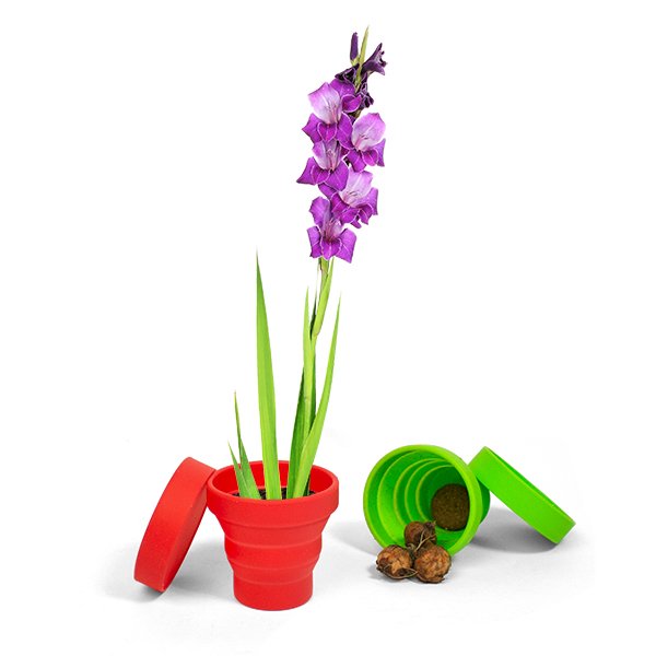Gladiolus+paars+charm in potje