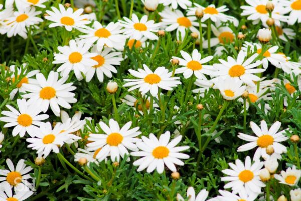 Oorsprong van de paaseieren